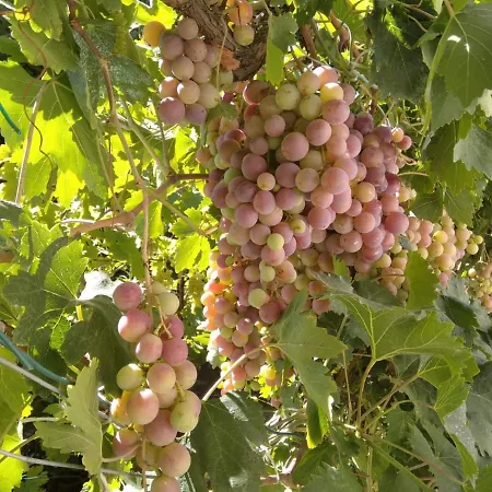 לינה וארוחת בוקר Capinera