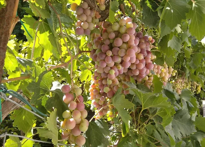 Bed and Breakfast Capinera